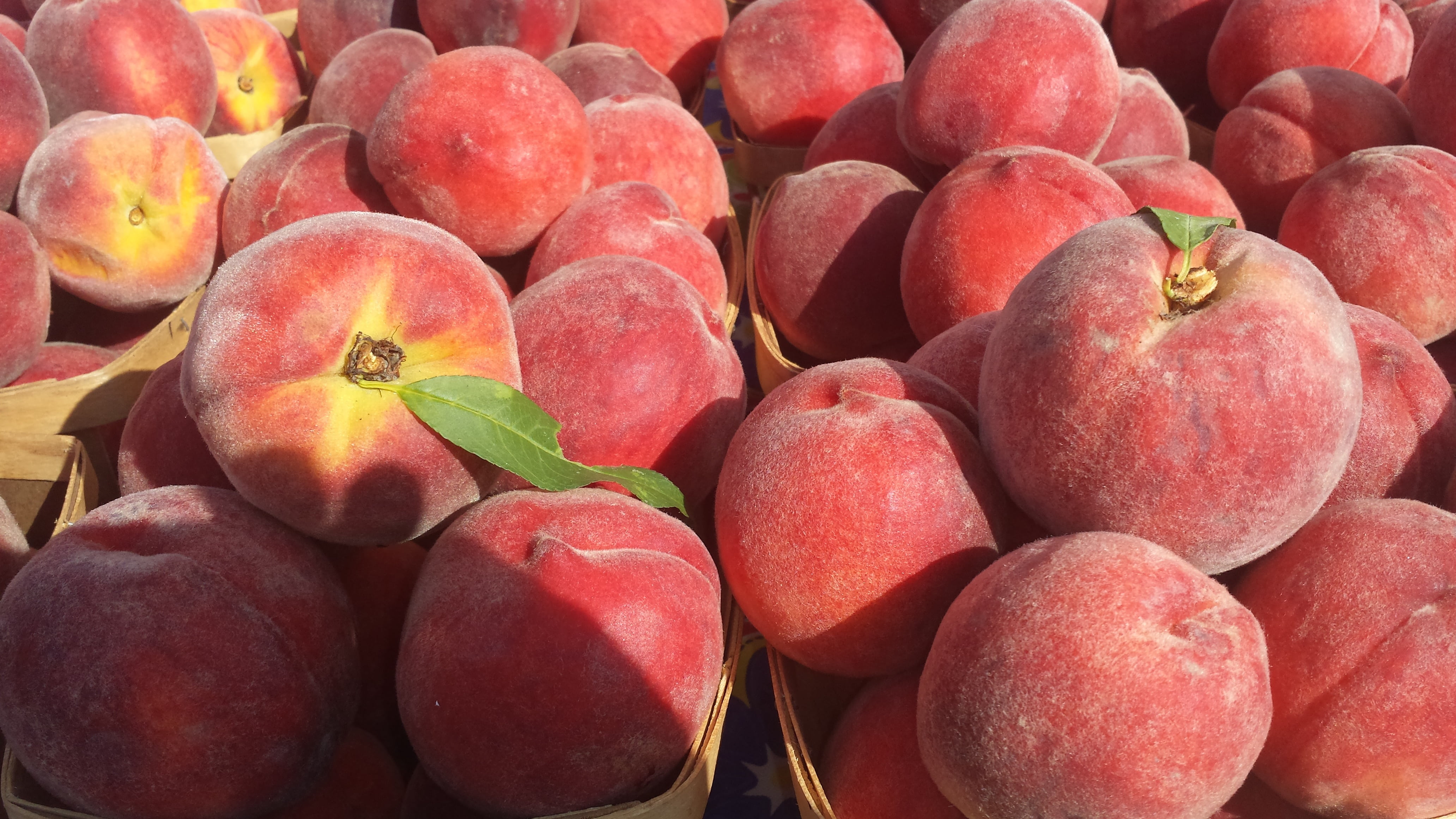Freestone Peaches